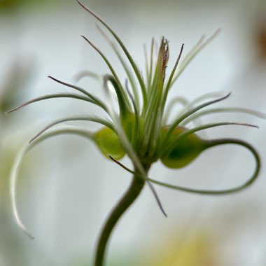 Clematis 'Rooguchi'