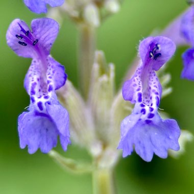 Catmint