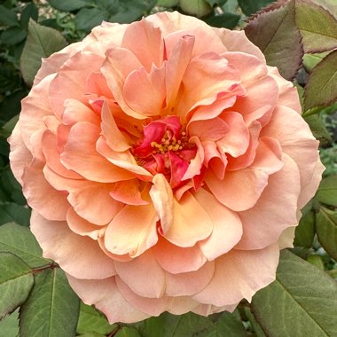 Rose 'About Face'