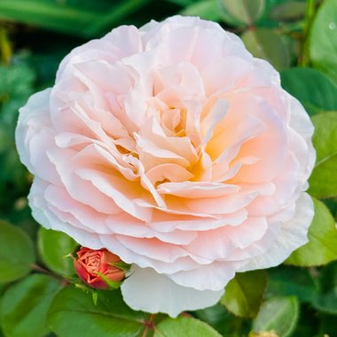 Rose 'Tamora'