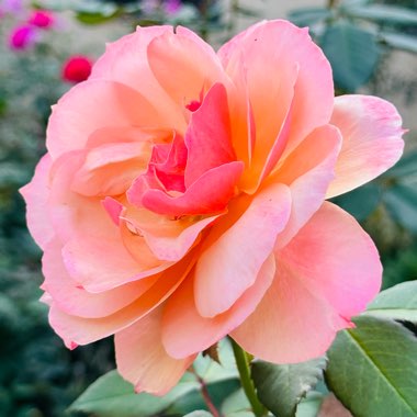 Rose 'About Face'