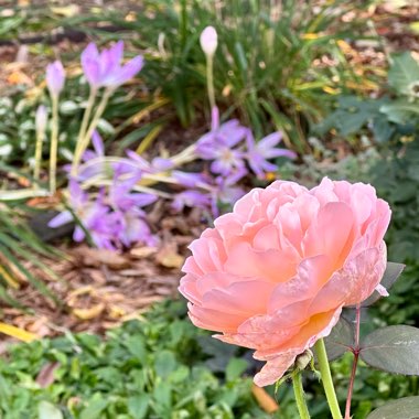 Rose 'Tamora'