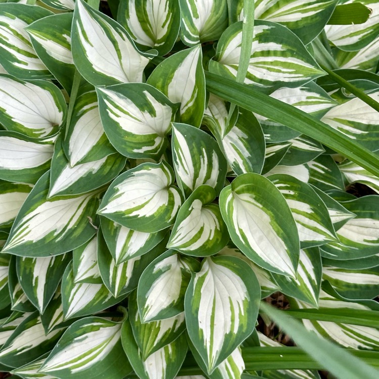 plant image 1712066 plant image 1712066