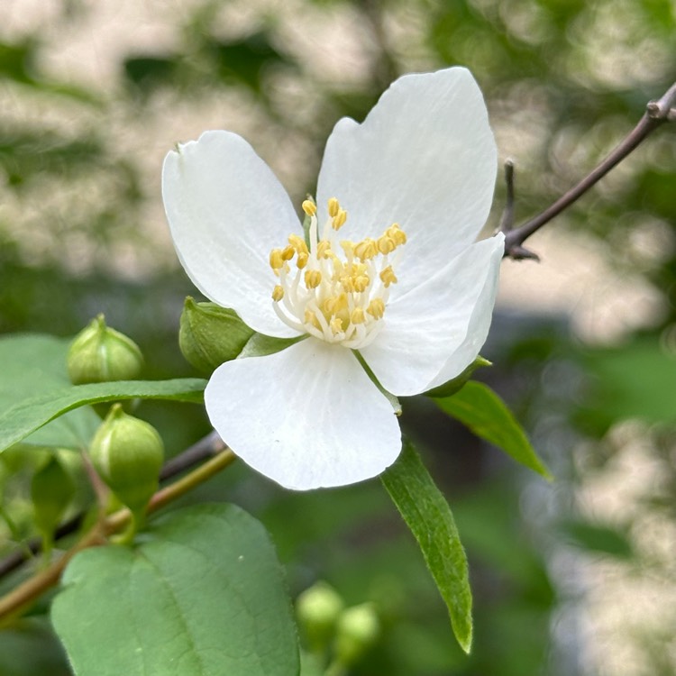 plant image 1712444 plant image 1712444