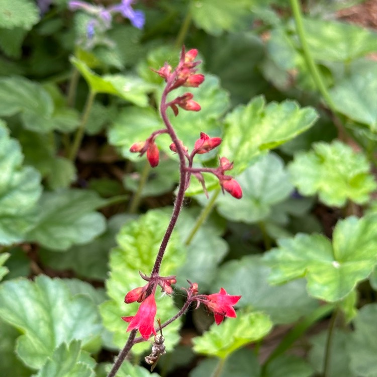 plant image 1712453 plant image 1712453