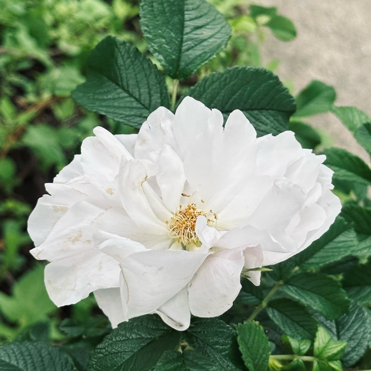 plant image 1712456 plant image 1712456
