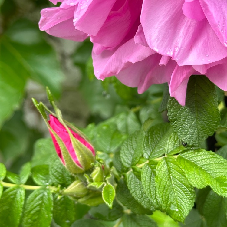 plant image 1712470