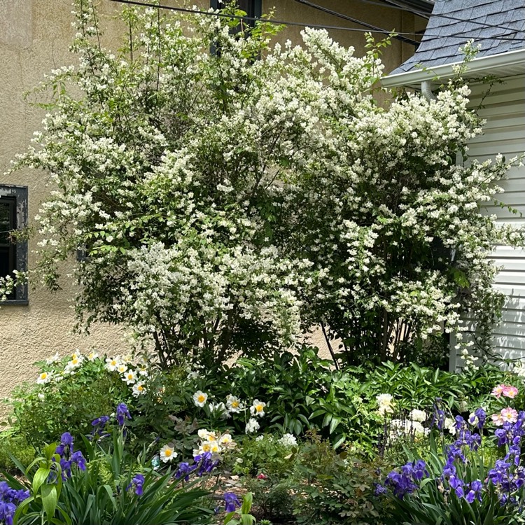plant image 1713363 plant image 1713363