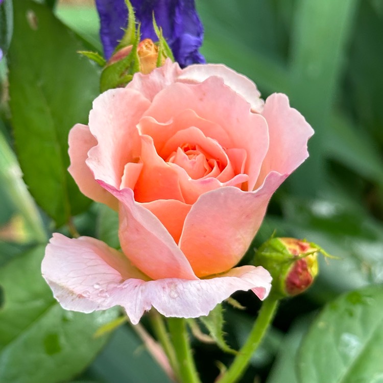 plant image 1713854 plant image 1713854
