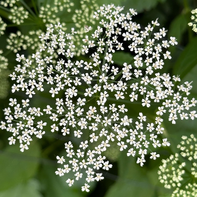 Plant image Aegopodium podagraria