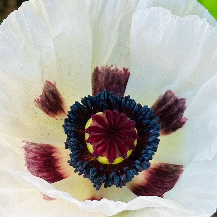 plant image 1714673 plant image 1714673