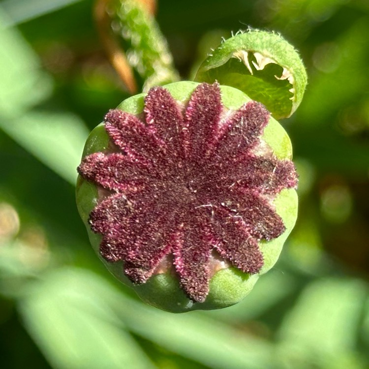 plant image 1715382 plant image 1715382