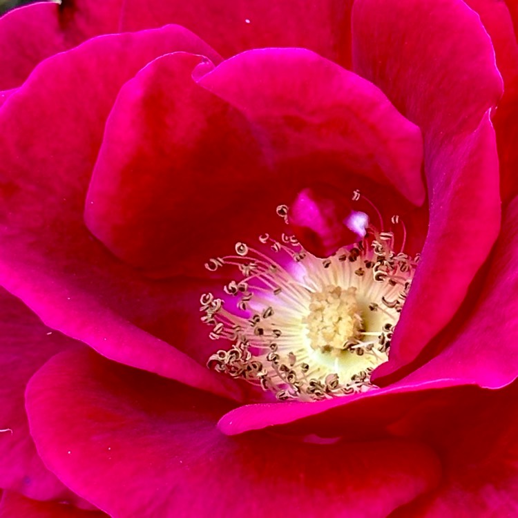 plant image 1715384 plant image 1715384