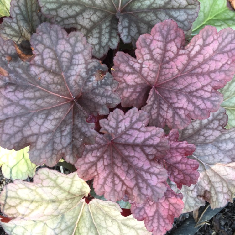 Plant image Heuchera 'Berry Smoothie'