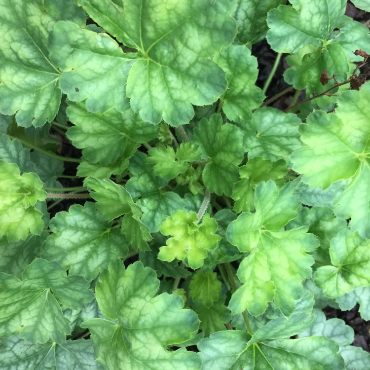 plant image 510593