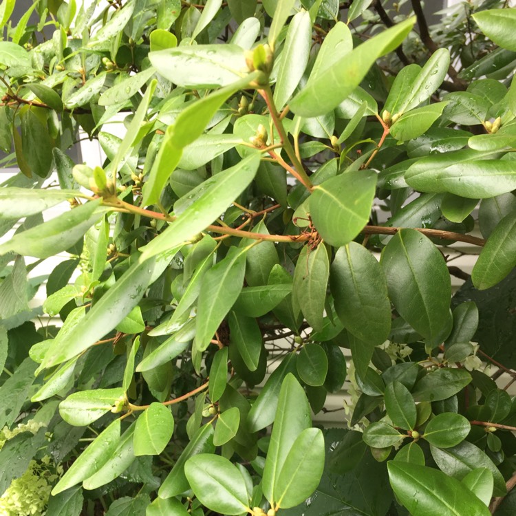 plant image 510889