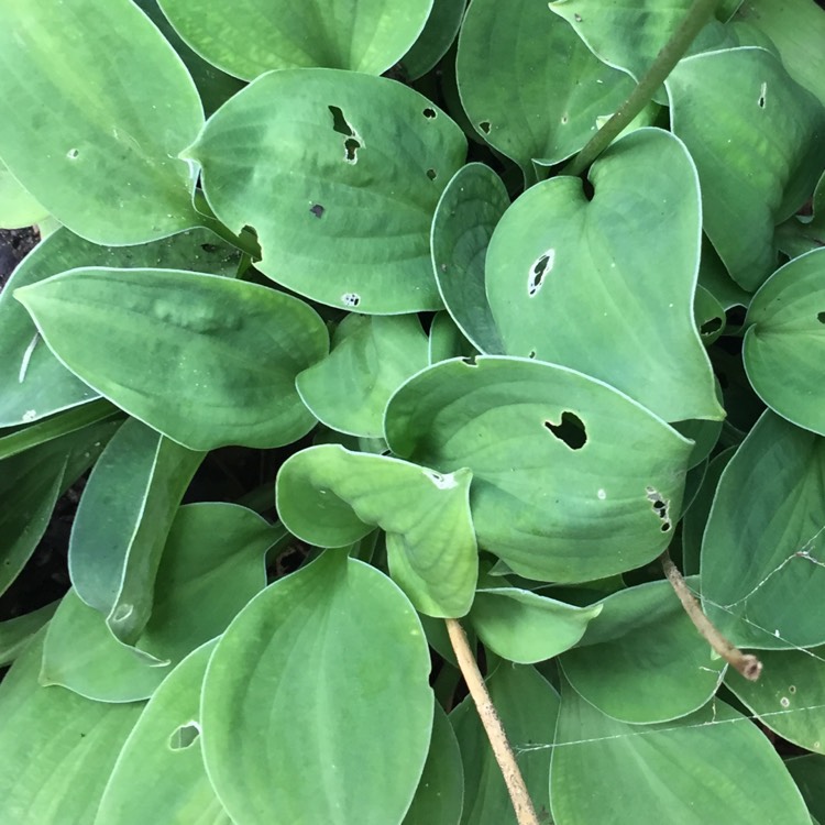 plant image 516625