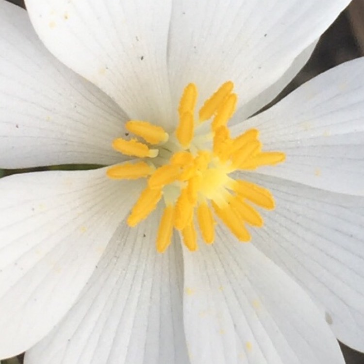 plant image 675671 plant image 675671