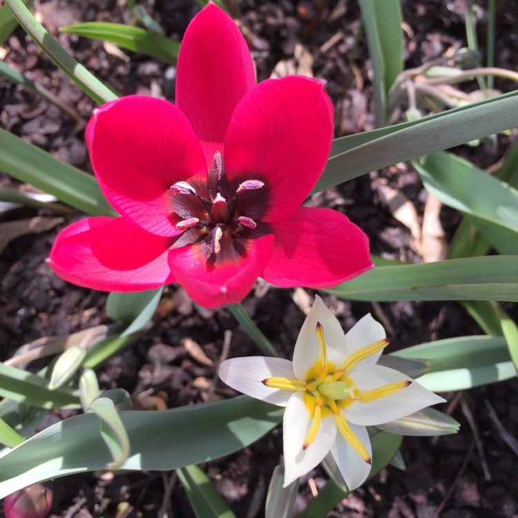 plant image 682609