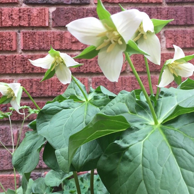 plant image 689314
