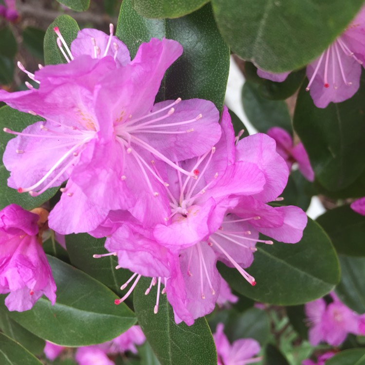 plant image 689324