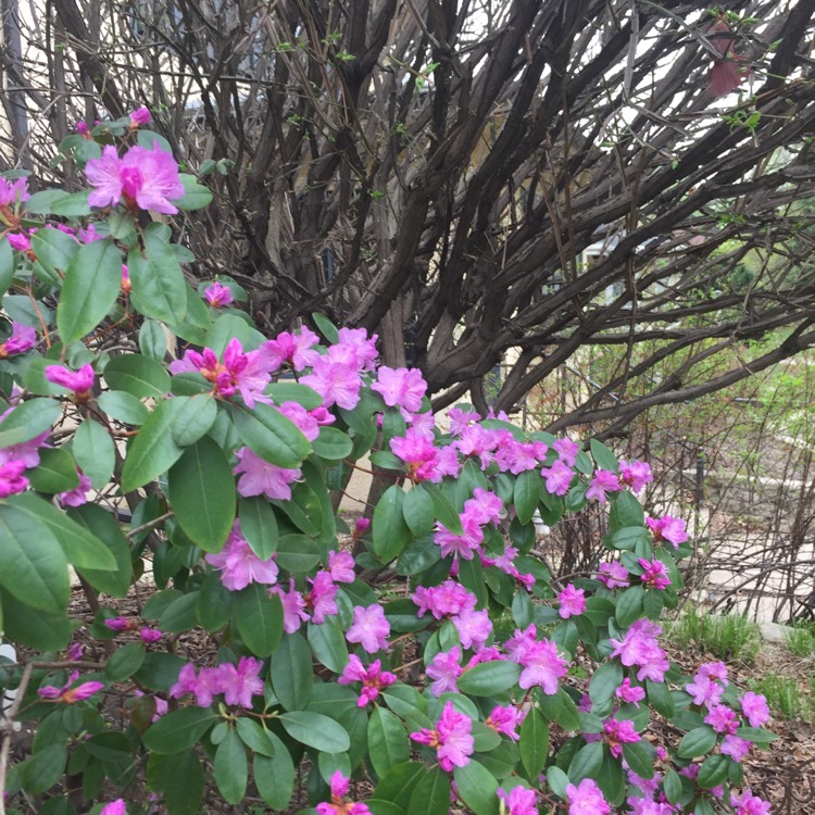 plant image 689327