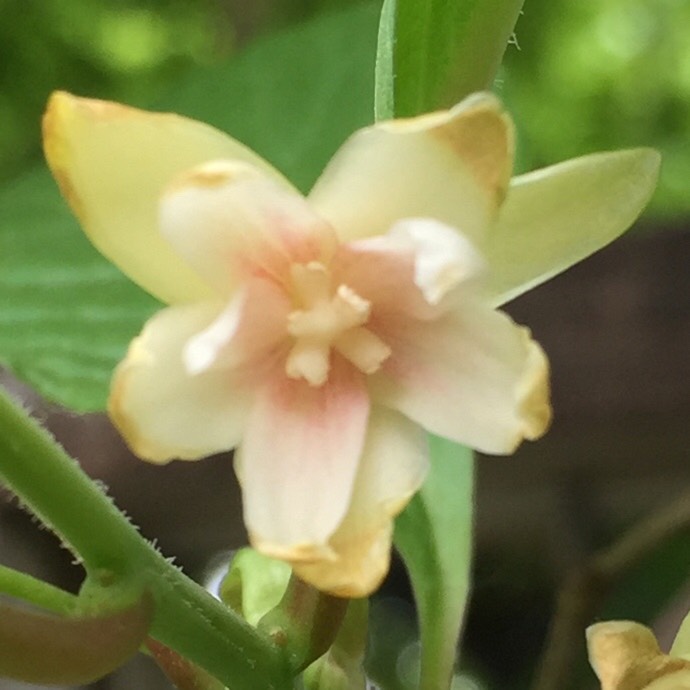 plant image 707499