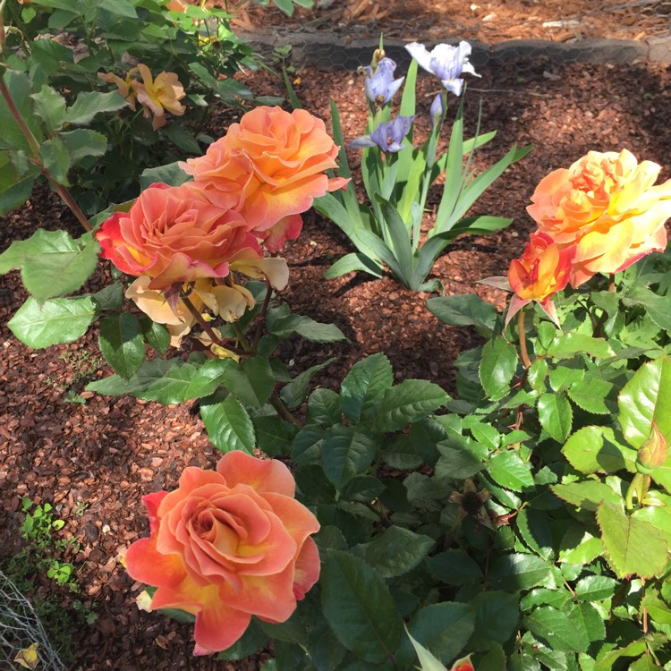 plant image 711893 plant image 711893