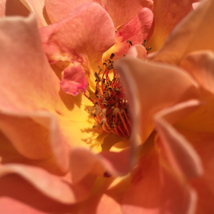 plant image 714450 plant image 714450