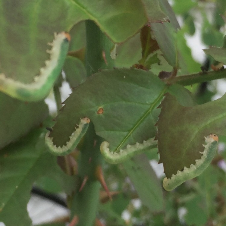 plant image 722062