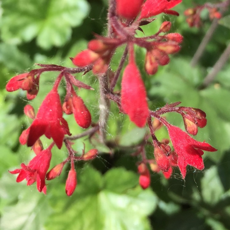 plant image 731426