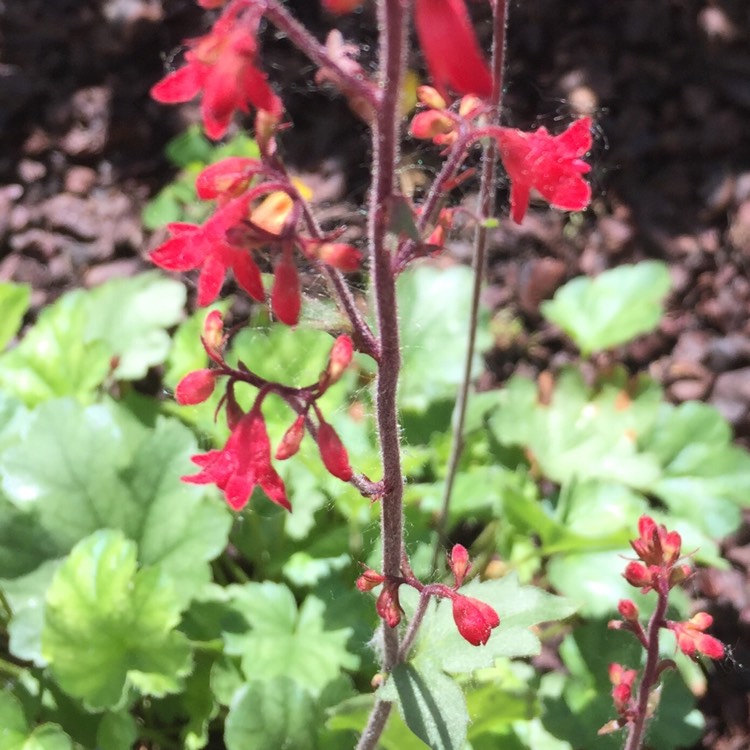 plant image 731429 plant image 731429