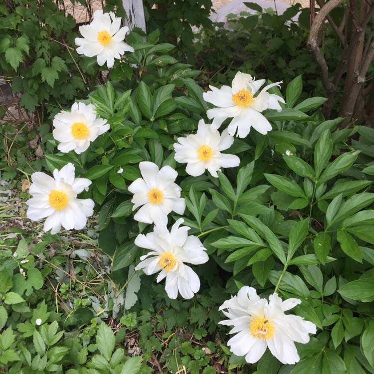 plant image 736425 plant image 736425
