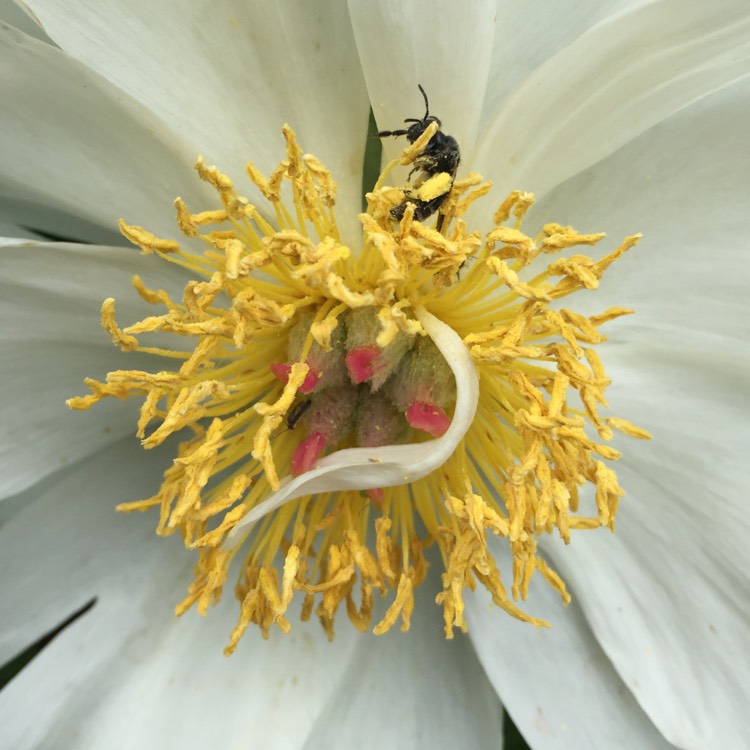 plant image 736427 plant image 736427