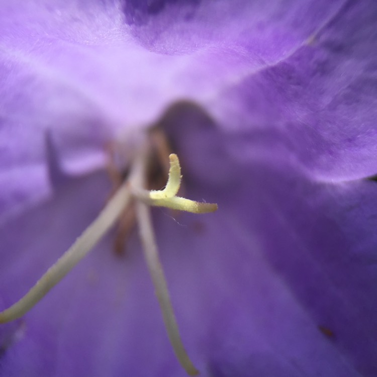 plant image 744431 plant image 744431