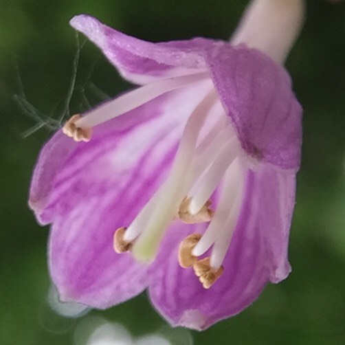 plant image 753717 plant image 753717