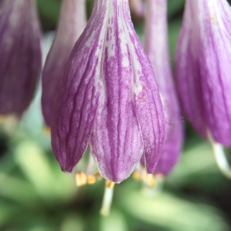 plant image 753718 plant image 753718