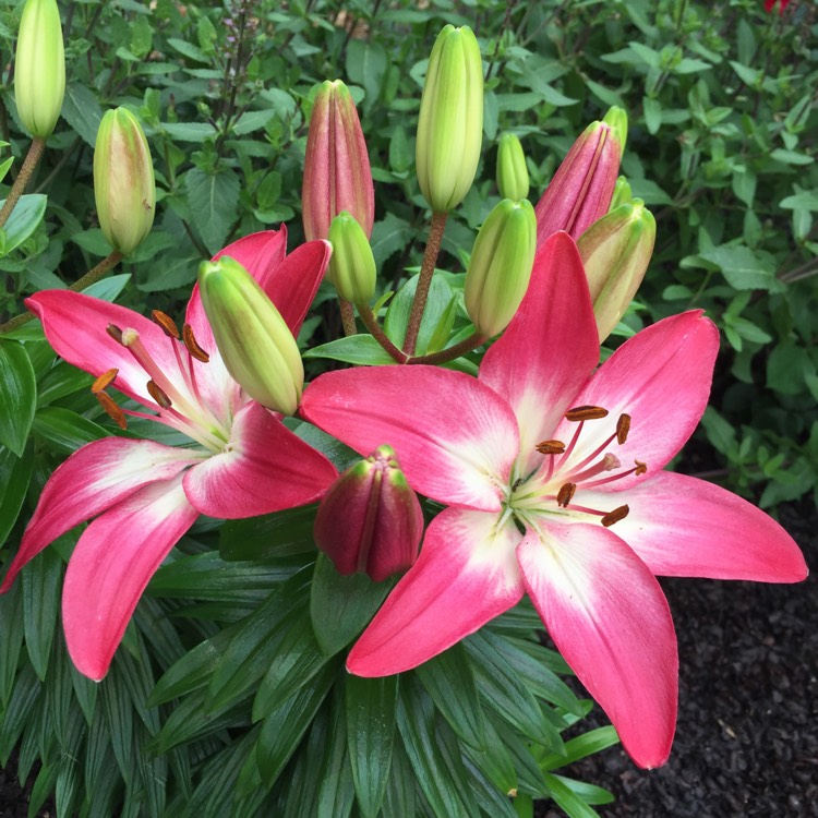 plant image 756104