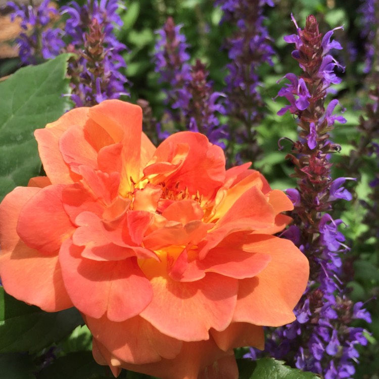 plant image 756109 plant image 756109