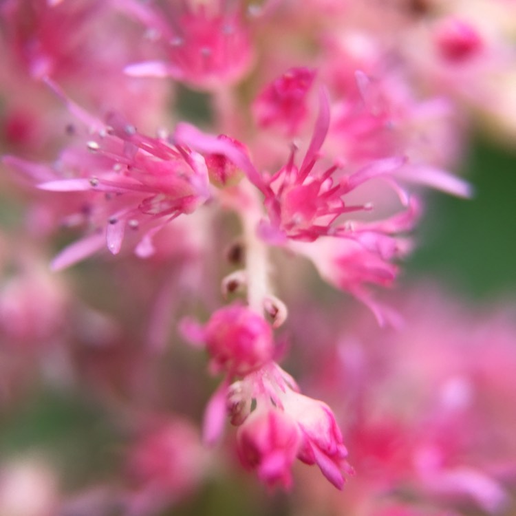 Plant image Astilbe japonica 'Rhineland'