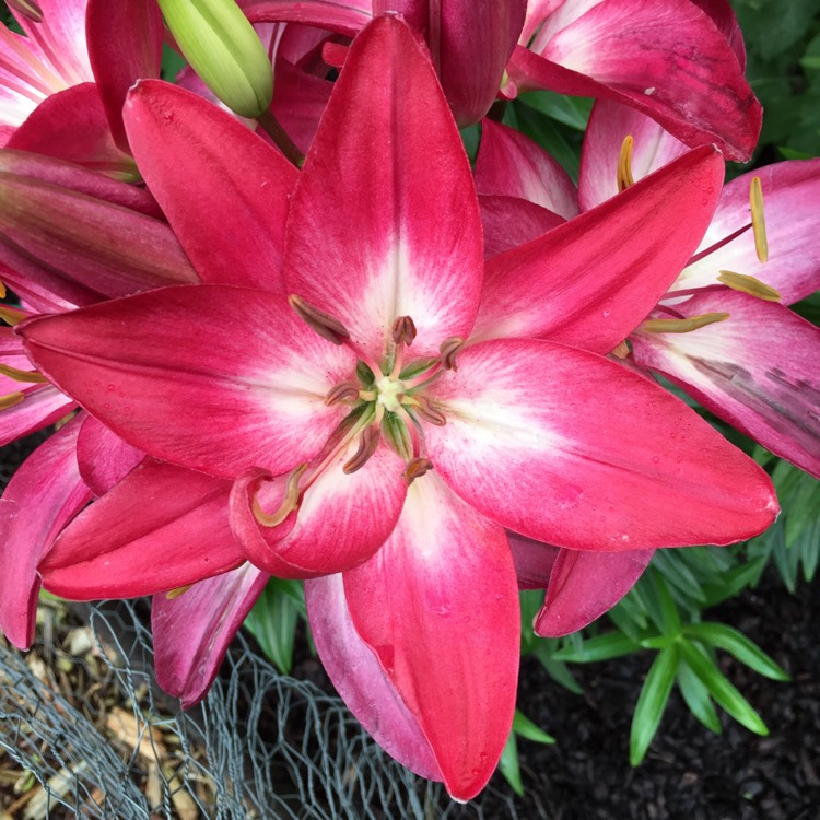 Lilium Tiny Diamond Lily Tiny Diamond Asiatic Uploaded By Mn 5a