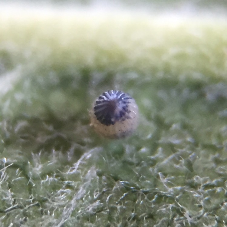 plant image 764317 plant image 764317