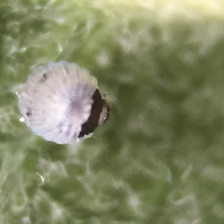 plant image 764519 plant image 764519