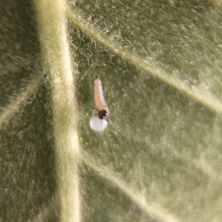 plant image 764532 plant image 764532