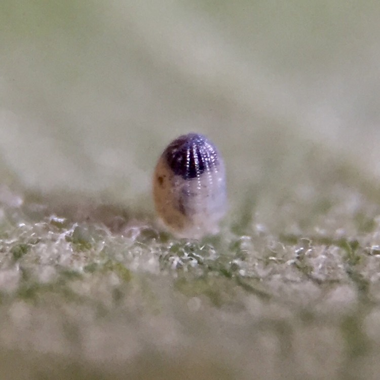 plant image 798589 plant image 798589