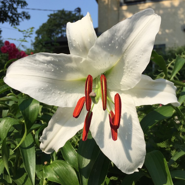 plant image 813392 plant image 813392