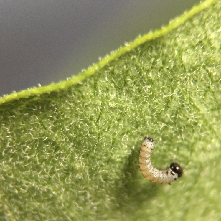 plant image 820826 plant image 820826