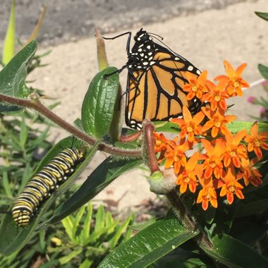 Asclepias tuberosa