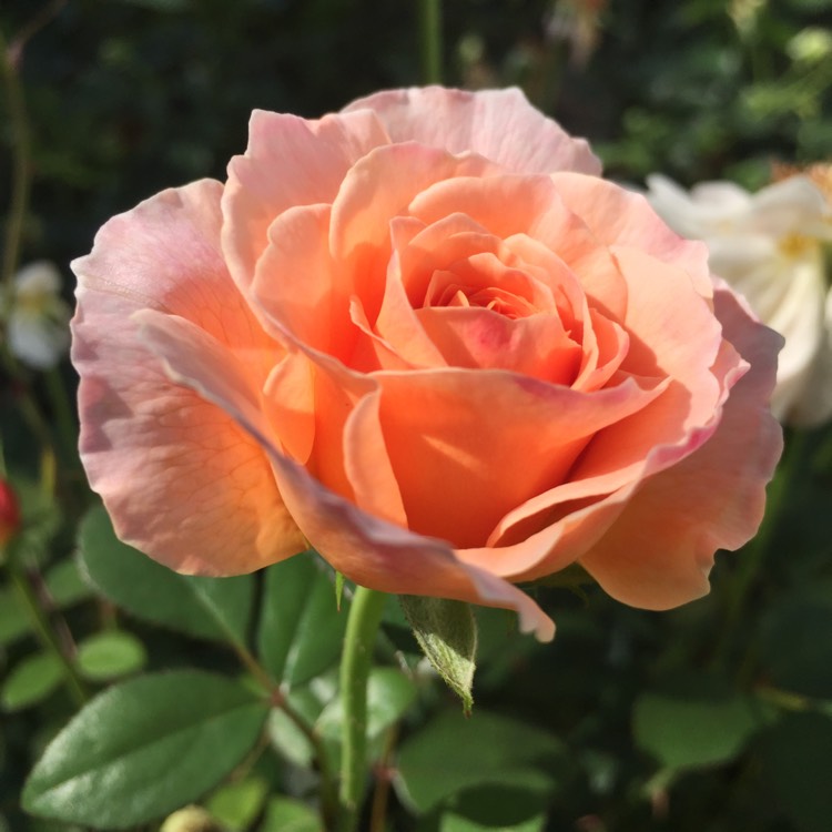 plant image 846546 plant image 846546