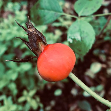 Rosa